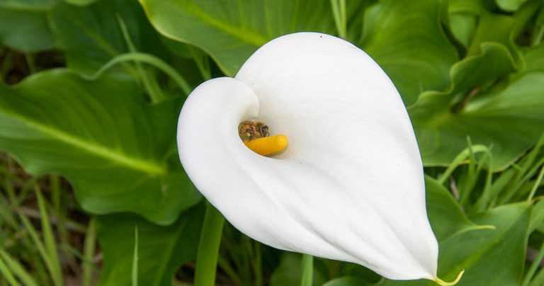 What Do Calla Lilies Stand For