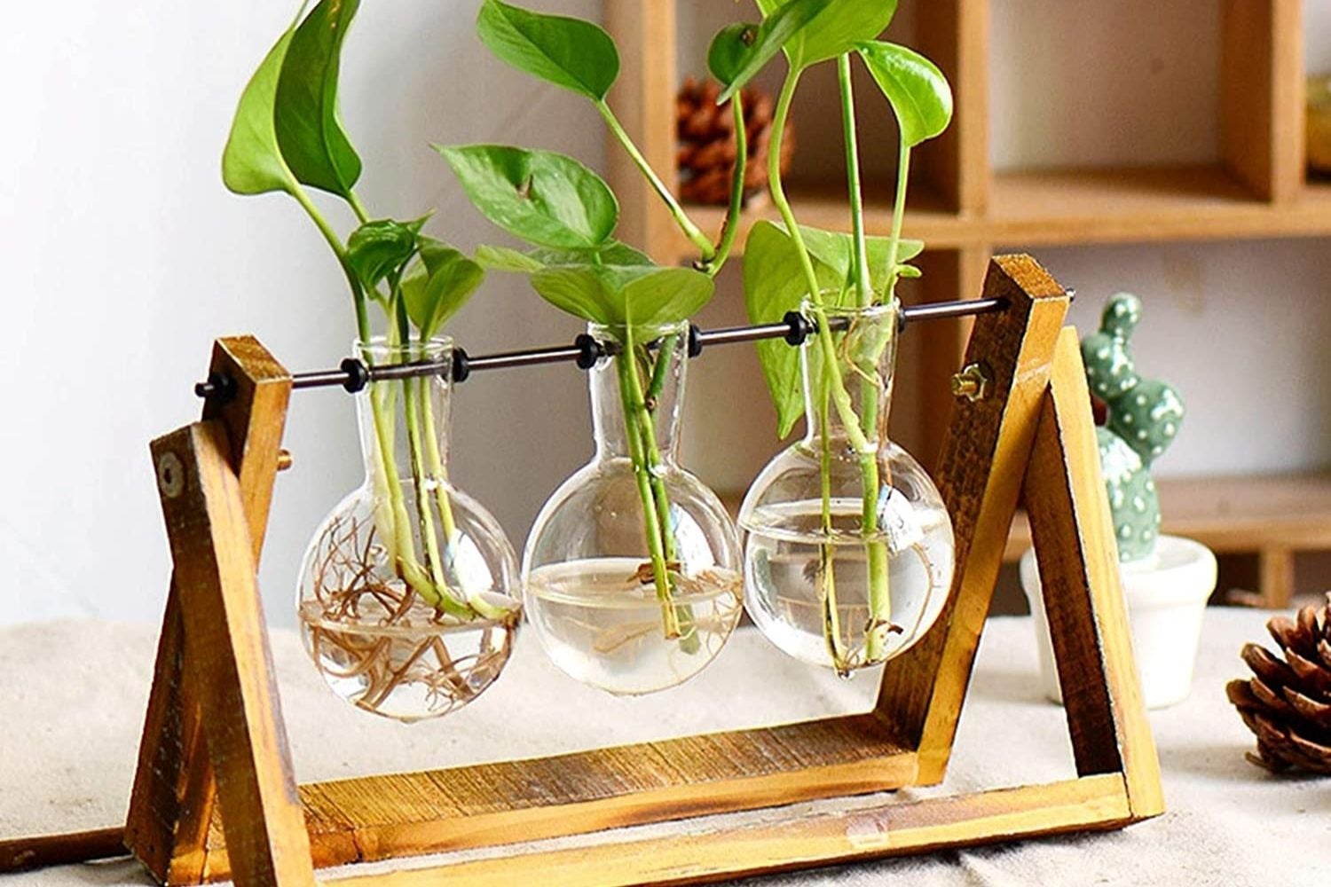 Plant glasses